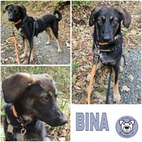 BINA ° einfach eine Schönheit, Hündin zur Adoption