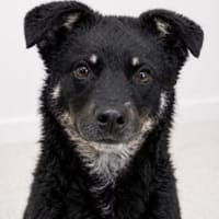 klein Puka möchte starten, Hund zur Adoption