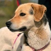 Judy hat so viel Liebe zu geben, Hündin zur Adoption