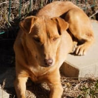 sanfte Hazel sucht ihre Familie, Hündin zur Adoption