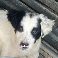 Uggleshübscher Junghund, Hund zur Adoption