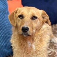 Ginger sucht ihr Für-immer-Zuhause, Hündin zur Adoption