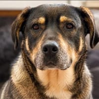 liebevolle Hündin Sasha, Hündin zur Adoption