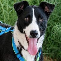aktiver verschmuster CASH, Hund zur Adoption