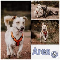 ARES -möchte Zweithund werden-, Hund zur Adoption