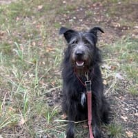 Laki  eine wunderschöne sanfte Riesin, Hund zur Adoption