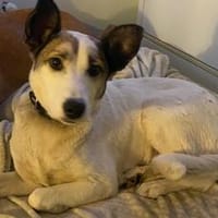 Fine sucht ihren sicheren Hafen, Hündin zur Adoption