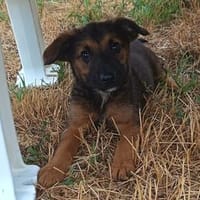 Fünf Welpen, fünf Schicksale, eine große Hoffnung🍀, Hündin zur Adoption