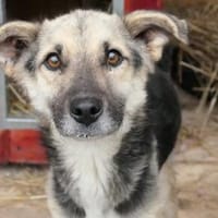 sanfter Shiro sucht geduldiges Zuhause, Hund zur Adoption