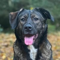 Brezel, geb. ca. 09/2023, 51597 Morsbach, Hündin zur Adoption