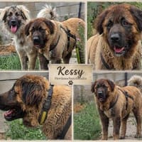 Kessidy, wartet in Rheinland Pfalz, Hündin zur Adoption