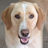 Sheldon, geb. ca. 11/2023, 47652 Weeze, Hund zur Adoption