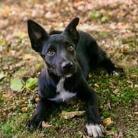 Masha  jetzt fehlt nur noch ihr Mensch, Hündin zur Adoption