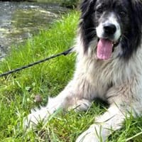 Banshee sucht Knuddelpartner, Hündin zur Adoption