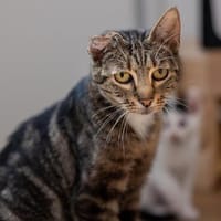Doris die Wackel-Mieze, Katze zur Adoption