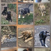Unsere Welpen ❤💙 und Junghunde 💙❤, Hund zur Adoption