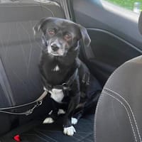Monty sucht ein ruhiges/erfahrenes Zuhause, Hund zur Adoption