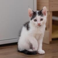 Holly und Jada die Kitten von Doris, Katze zur Adoption