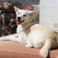 Clemens, Pflegstelle in Hessen, Hund zur Adoption