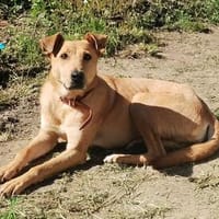 Sanfte Fidschi sucht sicheren Hafen, Hündin zur Adoption