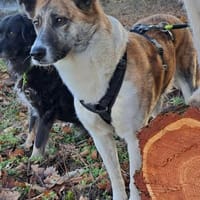 SAVANNAH auf PS in 65597 Hünfelden, Hündin zur Adoption