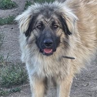Constantin, Pflegestelle in RLP, Hund zur Adoption