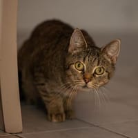 Katja - Tiger-Lady, Katze zur Adoption