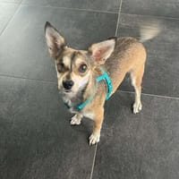 Peggy - kleine Maus sucht Herzensmensch, Hündin zur Adoption