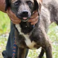 Dakin - zutraulich u. unkompliziert, Hund zur Adoption