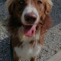 Vermittlungshilfe Aramis; 88239 Amtzell, Hund zur Adoption