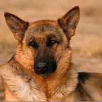 Tia sucht ihre Famile, Hündin zur Adoption