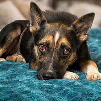Polly 40 cm 2 Jahre, Hündin zur Adoption