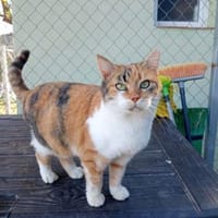 Katy - Ein zurückhaltendes Herz auf dem Weg ins Glück, Katze zur Adoption