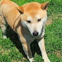 Füge sucht Zuhause für immer, Hund zur Adoption