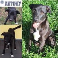 ANTONY -rundum tolles Hundekind-, Hund zur Adoption