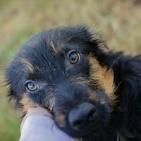 SYDNEY  Kleine Strubbelmaus sucht ihr Für-immer-Zuhause, Hündin zur Adoption