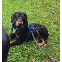 Plutho - wartet in 66333 Völklingen, Hund zur Adoption