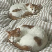 Patty & Spotty  liebe Schwestern suchen ihr  Zuhause, Katze zur Adoption