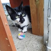 Mehrfach-Mutti  -  Bärbel, Katze zur Adoption