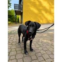 Blackberry - wartet in 66333 Völklingen, Hund zur Adoption