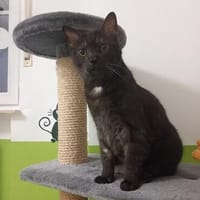 Krümel das verfressene Sensibelchen, Kater zur Adoption