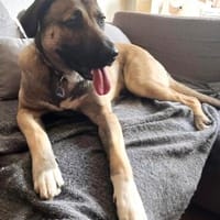 fröhlicher Junghund MYCROFT, Hund zur Adoption