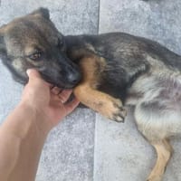 Sunshine sucht ihr Für immer Zuhause, Hündin zur Adoption