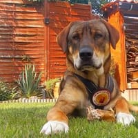Charlie - großer Herzensbrecher, Hund zur Adoption