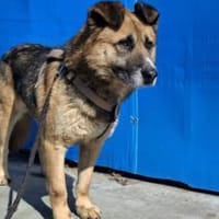 Halvar sucht eine ruhiges Zuhause, Hund zur Adoption