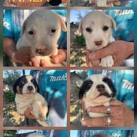 Unsere 11er Welpen ❤💙, Hund zur Adoption