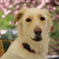 Oreo auf Pflegestelle in Hessen, Hund zur Adoption
