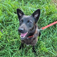 Ava sucht ein Zuhause, Hündin zur Adoption