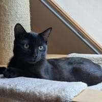 Familie Stein sucht Menschen mit Geduld, Kater zur Adoption