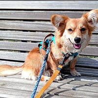 Bezaubernde Darya, Hündin zur Adoption